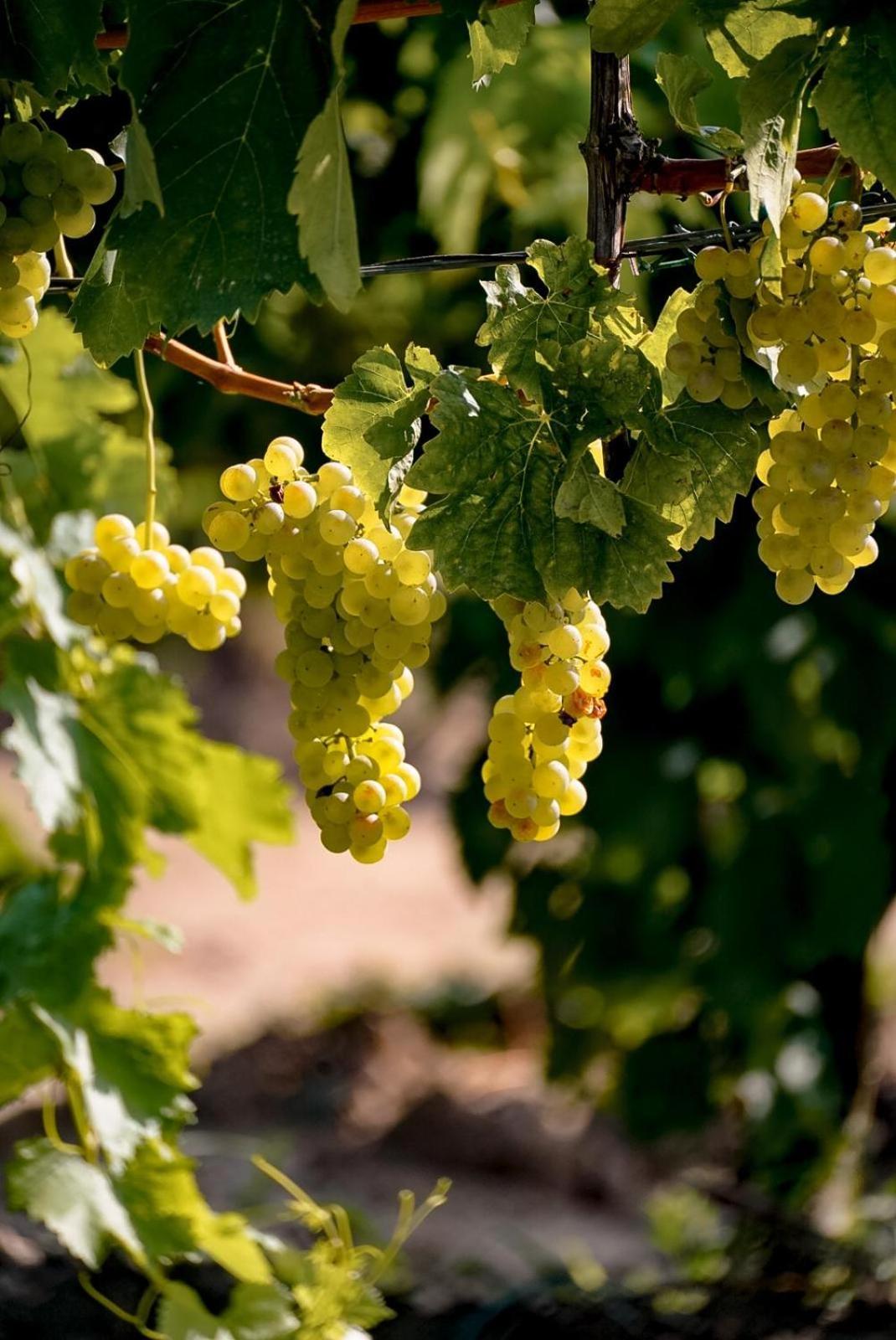 Wine Residence Cattunar Brtonigla Εξωτερικό φωτογραφία