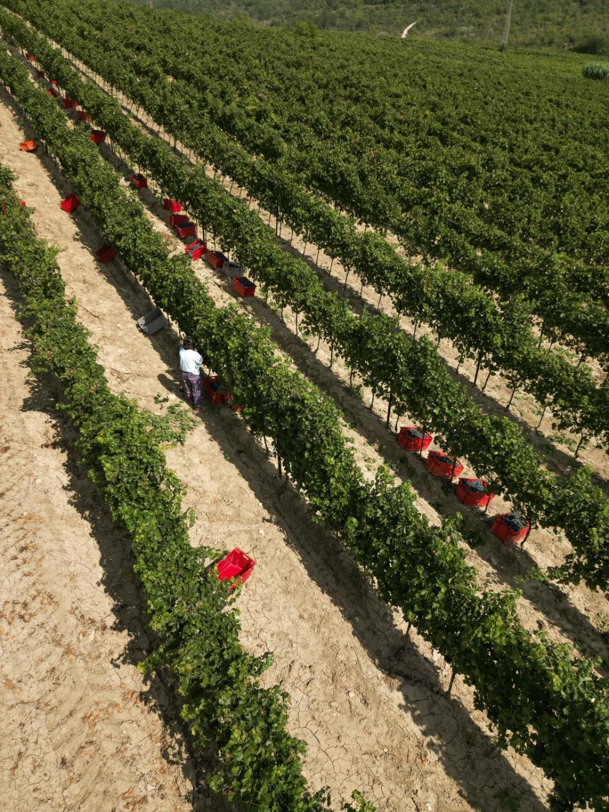 Wine Residence Cattunar Brtonigla Εξωτερικό φωτογραφία
